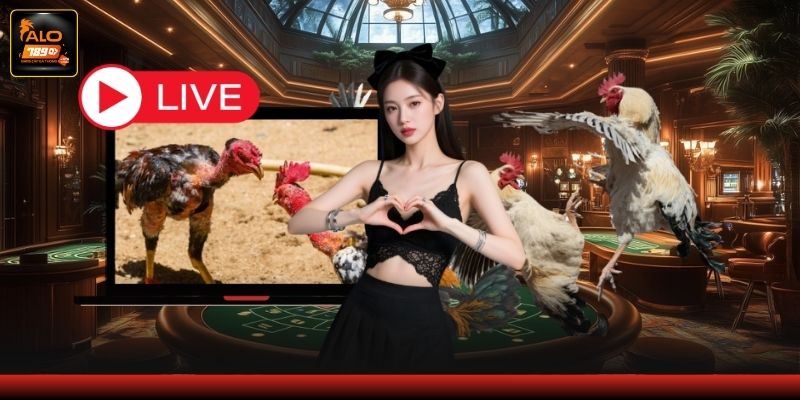 Kinh nghiệm theo dõi trận đấu cho người mới